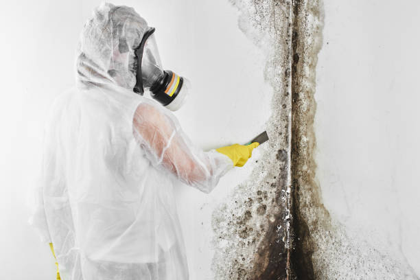 Professional Mold Removal in Chesilhurst, NJ
