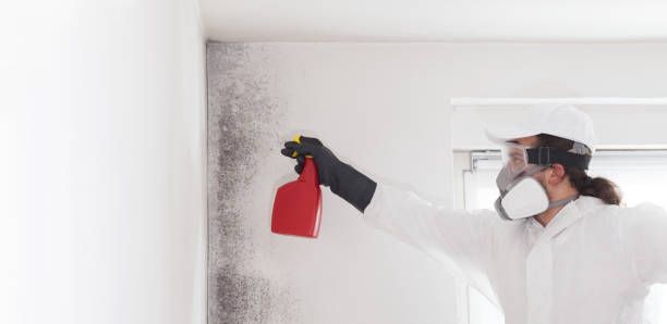 Best Professional Mold Removal  in Chesilhurst, NJ