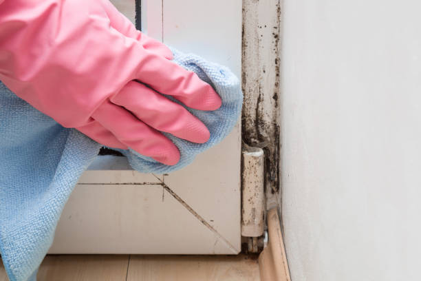 Home Mold Removal in Chesilhurst, NJ